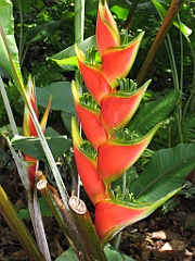 CairnsTC031 Jardin Botanique 031